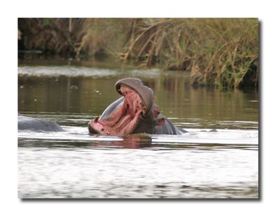 Hippo Mouth