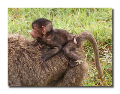 Baby Baboon