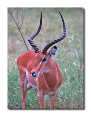 Impala