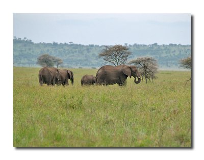 Elephant Family