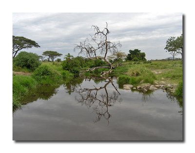 Serengeti Reflection