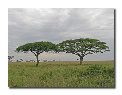 Umbrella Trees