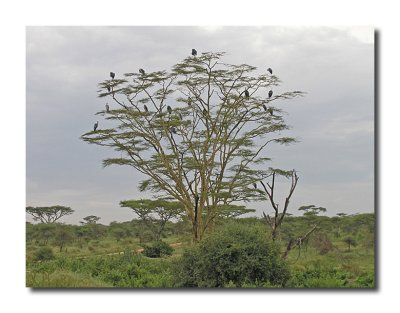 Stork Tree