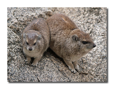 Hyrax Pair