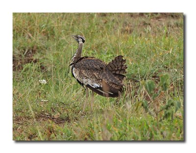 Unknown Bird