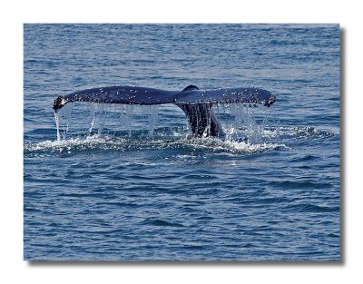 Humpback Tail