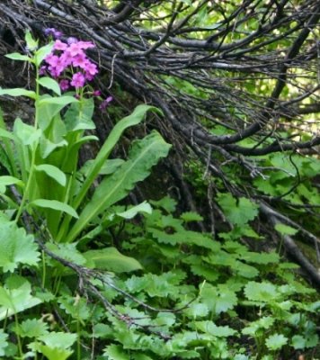 Parrys Primrose