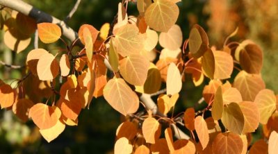 Aspen Leaves