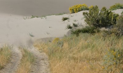 Traveling Dune