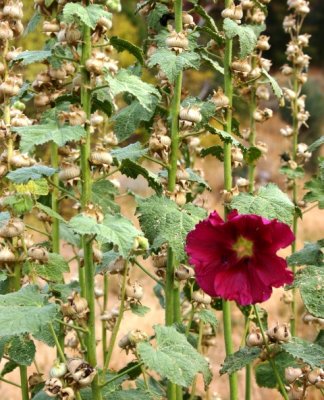 Hollyhocks