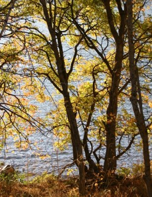 Ripples Through the Canopy