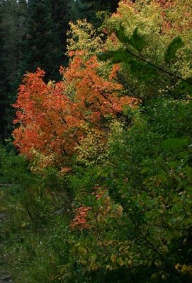 Maples in Cache Nat'l Forest in September