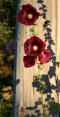 Paula's Hollyhocks, 2007