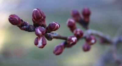 Apricot Buds in March