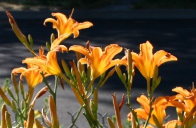 July Daylilies