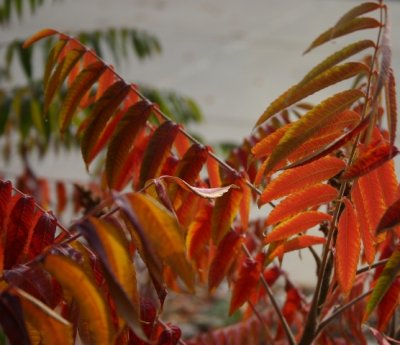 Staghorn Sumac in Bengal Colors
