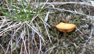 Tiny Mushroom in Moss