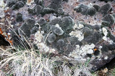 Lichens and Moss Weathering a Basalt Boulder