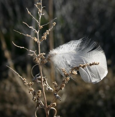 Entangled Feather