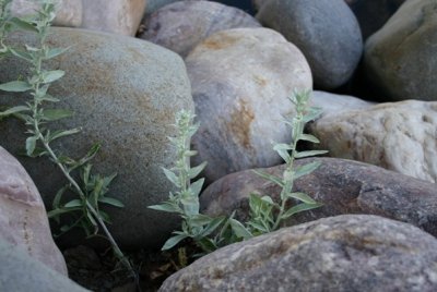 Rocks and Silver Sage