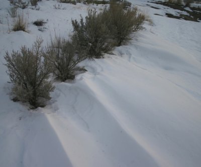 Sagebrush and Blown Snow
