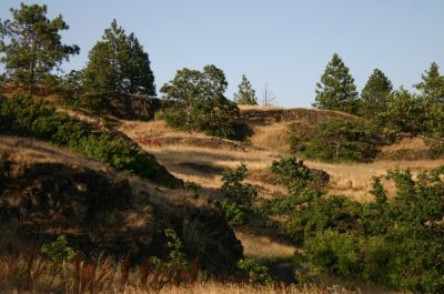 Ponderosa Forest and Grassland