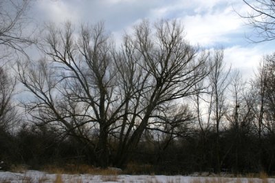 Cottonwood waiting out February, Sacagawea Park