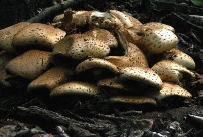 Mushroom Pile in Aspen Forest
