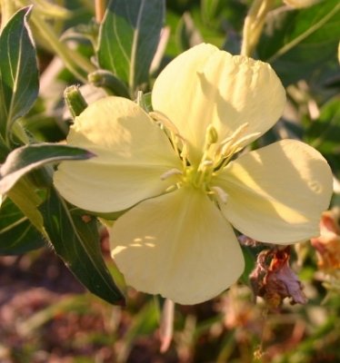 Evening-primrose Just Opened, Late July