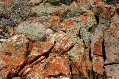 Lichens, Lines, and--Wow, Cactus!