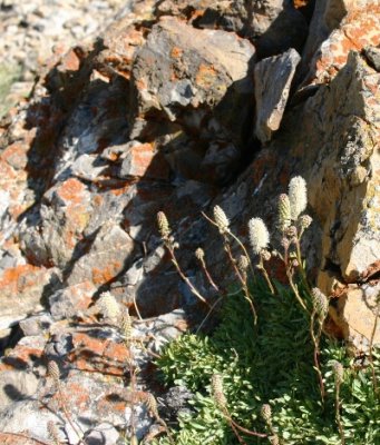 Petrophytum caespitosum (Nutt.) Rydb. 