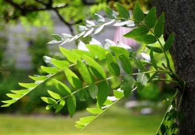 Honey-locust