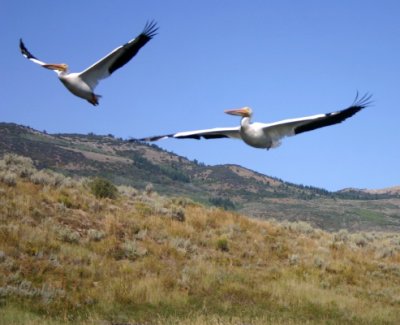 Pelicans Flee