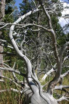 Branches Dance on Fallen Pine