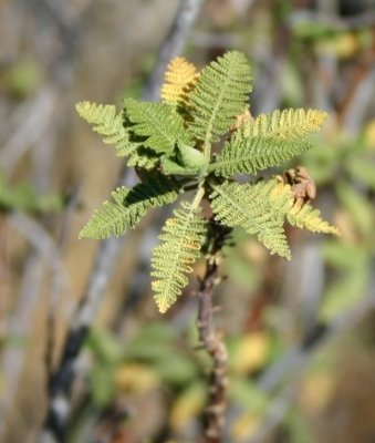 Fern-bush leaves