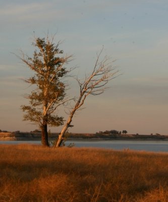 Grandmother Tree