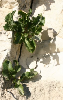 Horseradish Lookalike and its Shadow