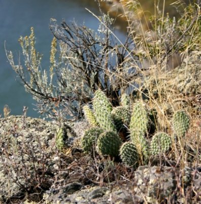 Cholla at the Top