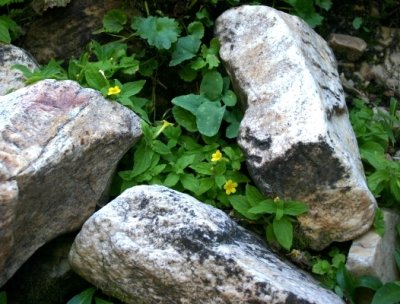 Mimulus in the Rocks
