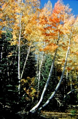 Markleeville Aspens, Monitor Pass