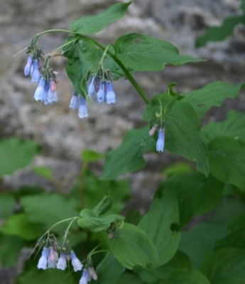 Bluebells: Mertensia  sp.