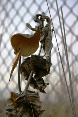 Milkweed Pods, Tremonton, Utah