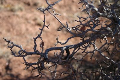 Shrub at Coral Bluffs