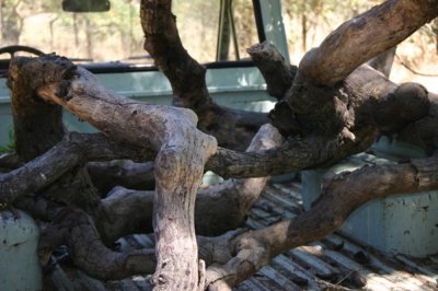 Branches in the pick-up