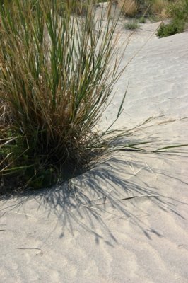 Dune grass shadows