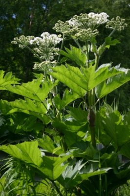 Cow Parsnip