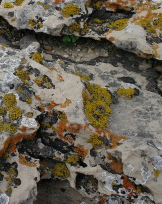 Lichens on rock outcrop at a Lewis & Clark interpretive site