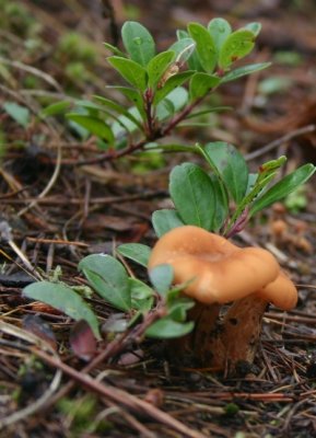 Mushroom & Kinnikinnick, Lolo Pass