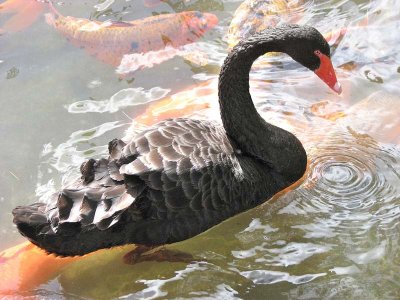 A black swan