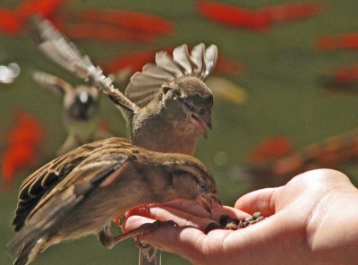 Birds eating from girls hand